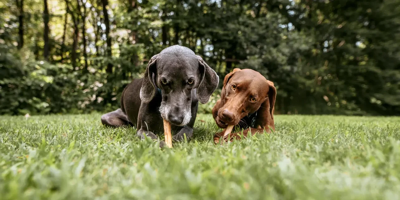 Real Food for Real Dogs