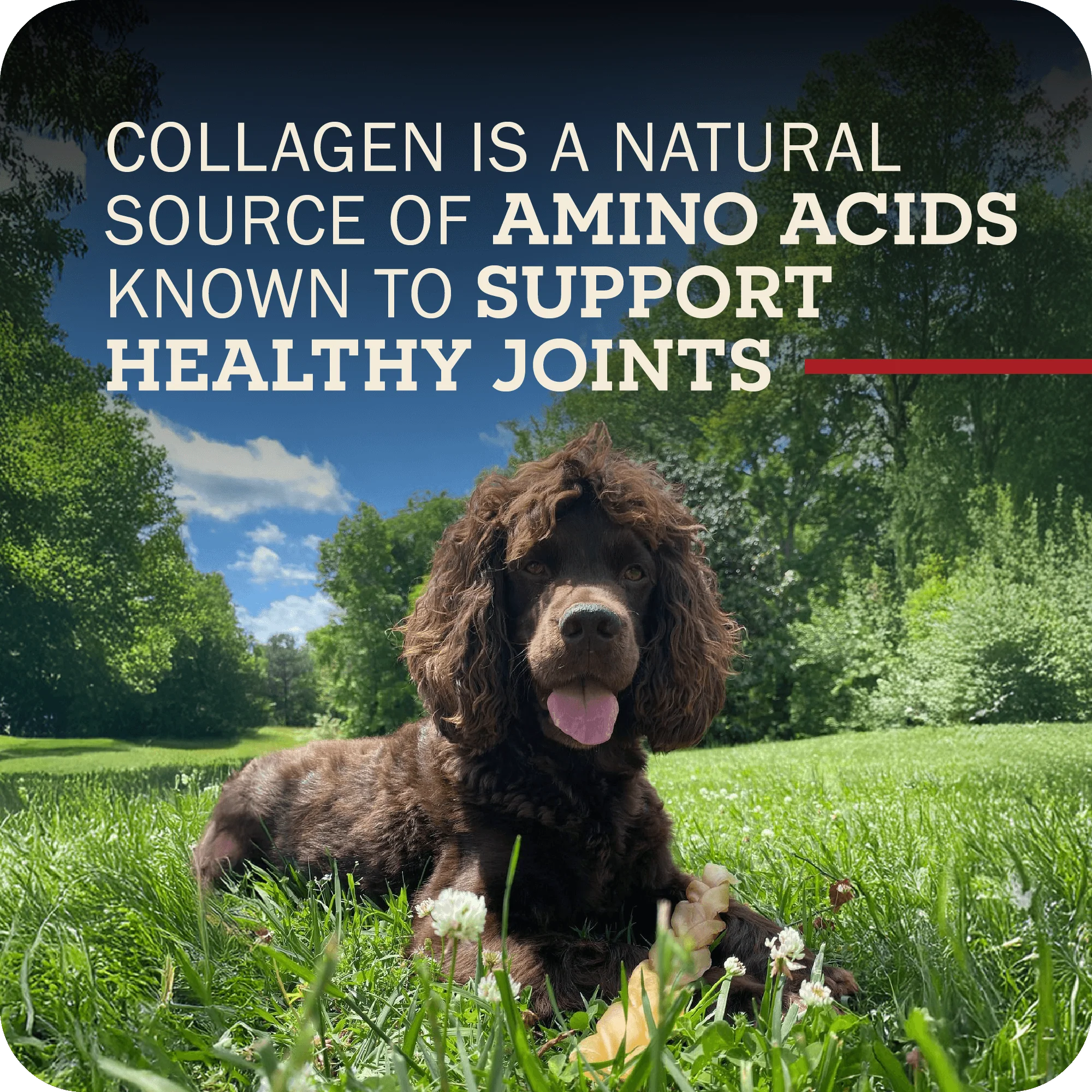 Collagen Stick - Image 10