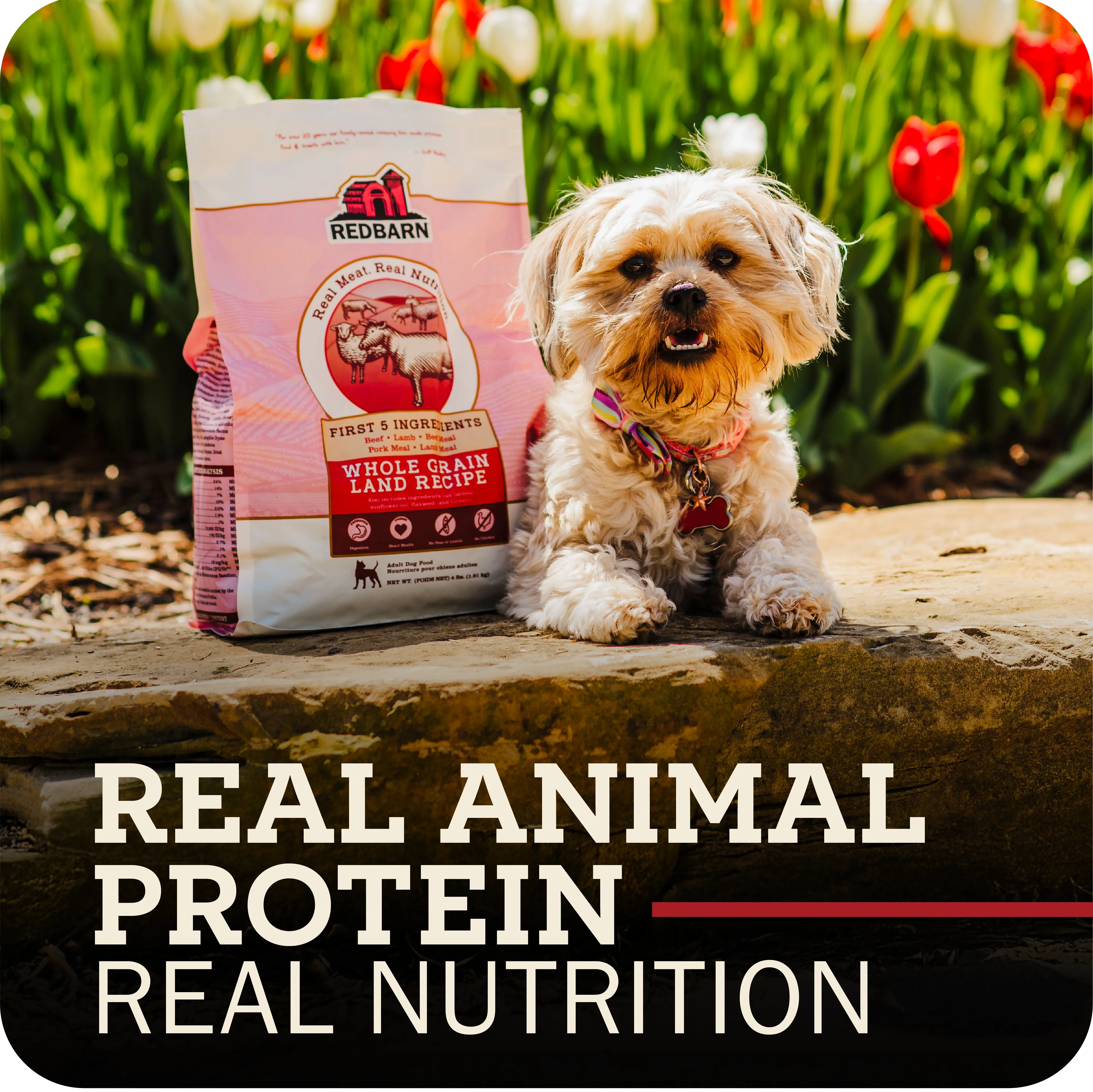 First-Five Kibble Grain-Free Land Recipe - Image 10
